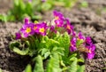 Spring flowers Bunch of blooming pink primrose or primula flowers