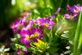 Spring flowers, bunch of blooming pink primrose or primula flowers Royalty Free Stock Photo