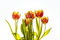 Spring flowers - bunch of orange tulip flowers isolated on the white background Royalty Free Stock Photo