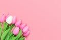 Spring flowers bunch of pink and white tulips on the pink background with free space for text.