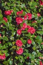 Spring flowers. Bush of Camellia in bloom Royalty Free Stock Photo