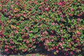 Spring flowers. Bush of Camellia in bloom Royalty Free Stock Photo