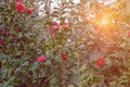 Spring flowers. Bush of camellia in garden Royalty Free Stock Photo