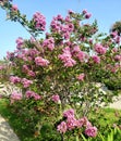 Spring flowers bush pink Corpus Christi texas