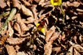 Spring flowers and butterfly - panoramic view Royalty Free Stock Photo