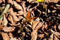 Spring flowers and butterfly - panoramic view Royalty Free Stock Photo