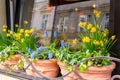 Spring flowers in the cafe window Royalty Free Stock Photo