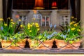 Spring flowers in the cafe window Royalty Free Stock Photo