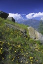 Spring flowers in California mountains