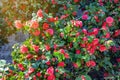 Spring flowers. Camellia bush in bloom with bright red flowers Royalty Free Stock Photo