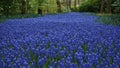 Spring flowers: a carpet of blue muscari flower in the shape of a river between the trees