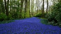 Spring flowers: a carpet of blue muscari flower in the shape of a river between the trees