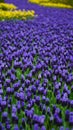 Spring flowers: a carpet of blue muscari flower in the shape of a river between the trees