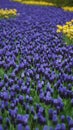 Spring flowers: a carpet of blue muscari flower in the shape of a river between the trees