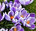 Spring flowers, Cabinteely Park, Dublin