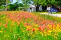 Spring flowers carpet Texas Austin peach tree