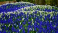 Spring flowers: a carpet of white and blue muscari flowers