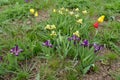 Spring flowers in the Caspian steppe. Kalmykia