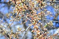 Spring with flowers and caucasian plum blossom