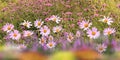 Spring  flowers chamomile white pink lilac daisy in a wild field green grass and wild flowers summer nature floral background Royalty Free Stock Photo