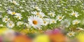 Spring flowers  chamomile white pink yellow daisy in a wild field green grass and wild flowers summer nature floral background Royalty Free Stock Photo