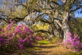 Spring Flowers Charleston SC Azalea Blooms South Royalty Free Stock Photo