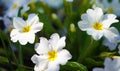 Spring flowers charming white evening primrose