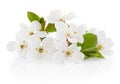 Spring flowers of cherry fruit tree isolated on white background Royalty Free Stock Photo