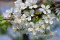 Spring white flowers of cherry plum. Spring background Royalty Free Stock Photo