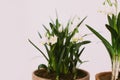 Spring flowers in clay pots closeup in rustic room.  Hello spring. Gardening and botany Royalty Free Stock Photo