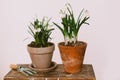 Spring flowers in clay pots on rustic wood with gardening tools in rural room. Hello spring