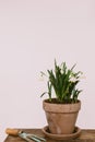 Spring flowers in clay pots on rustic wood with gardening tools in rural room. Hello spring