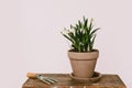 Spring flowers in clay pots on rustic wood with gardening tools in rural room. Hello spring