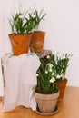 Spring flowers in clay pots on rustic wood with gardening tools in rural room. Hello spring