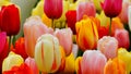 Spring flowers: a close up of a bright colourful tulips in the spring season