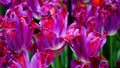 Spring flowers: a close up of a bright purple tulip with other tulips in the green background