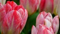 Spring flowers: a close up of a bright red tulip in the spring season