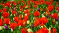 Spring flowers: a close up of a bright red tulip in the spring season