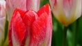 Spring flowers: a close up of a bright salmon / red tulip with other tulips in the green background