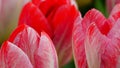 Spring flowers: a close up of a bright salmon / red tulip with other tulips in the green background