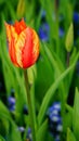 Spring flowers: a close up of a bright yellow / red tulip with other tulips in the green background