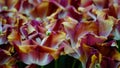 Spring flowers: a close up of colouful tulips with unique texture and colour contrasts