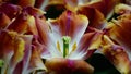 Spring flowers: a close up of colouful tulips with unique texture and colour contrasts