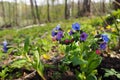 Spring flowers close-up in a forest glade. Lungwort. Royalty Free Stock Photo