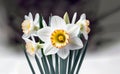 Spring flowers. Close up image of white blooming narcissus flowers Royalty Free Stock Photo