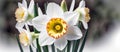 Spring flowers. Close up image of white narcissus flowers blooming in a garden Royalty Free Stock Photo
