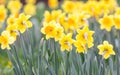 Spring flowers, close up of narcissus flowers blooming in garden, nature concept Royalty Free Stock Photo