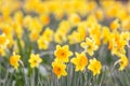 Spring flowers, close up of narcissus flowers blooming in garden, nature concept Royalty Free Stock Photo