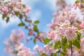 Spring flowers. Close up of pink blossoms against a bright, blue sky with clouds. Pastel color springtime background