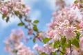 Spring flowers. Close up of pink blossoms against a bright, blue sky with clouds. Pastel color springtime background Royalty Free Stock Photo